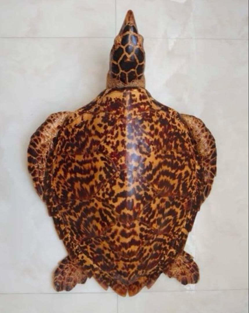 タイマイ 鼈甲 剥製②