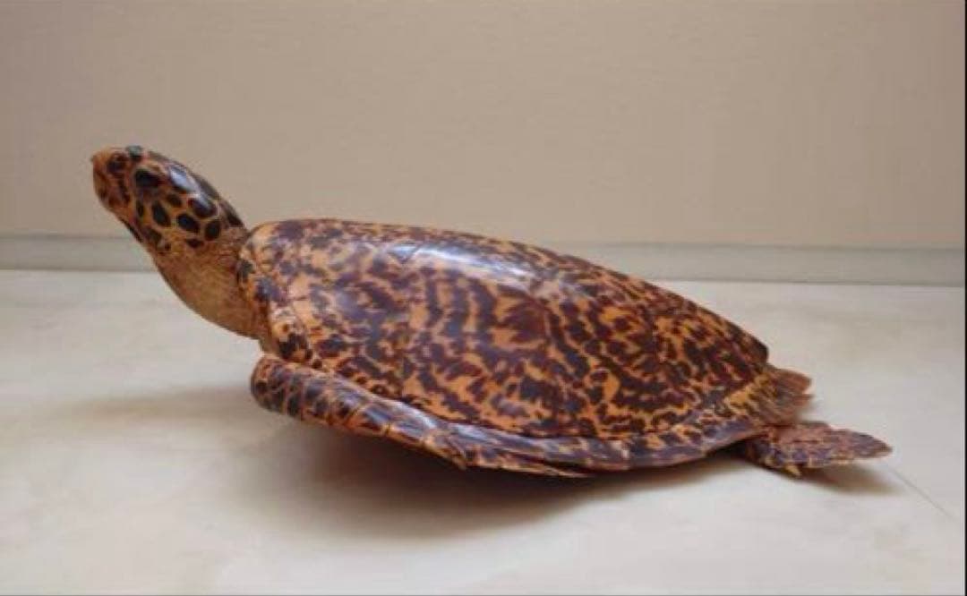 タイマイ 鼈甲 剥製②