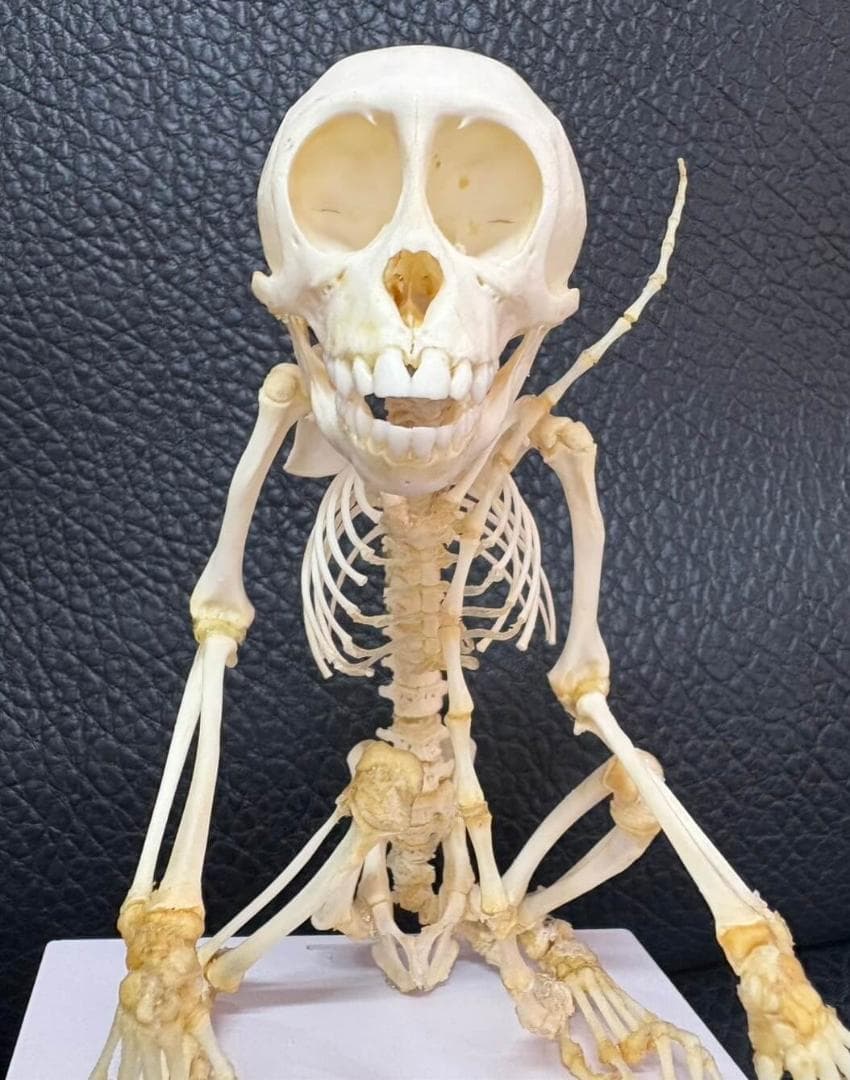 カニクイザル（幼獣）の全身骨格標本　※クリアーケース付