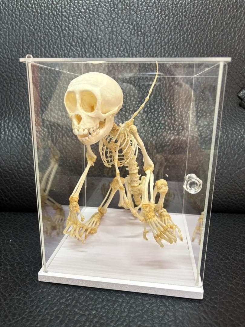 カニクイザル（幼獣）の全身骨格標本　※クリアーケース付