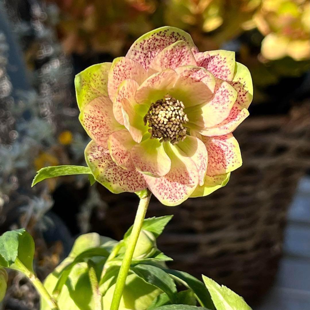 ヒ*ロ様 ☘️蕾付き☘️❤️根充実❤️新芽❤️667⭐️極上⭐️最小チビチビ⭐️