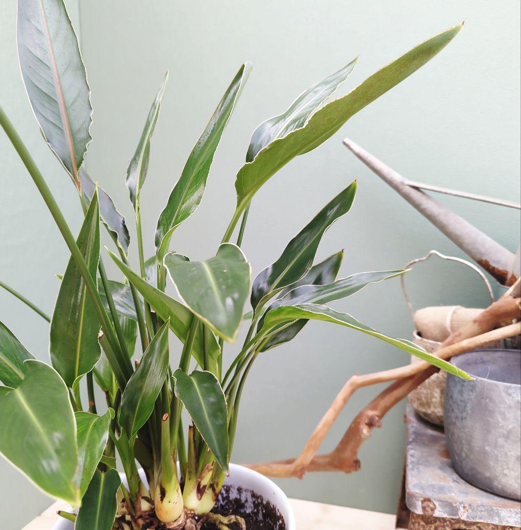 ストレチア レギネ 【現品】極楽湯 オレンジの花 ８号