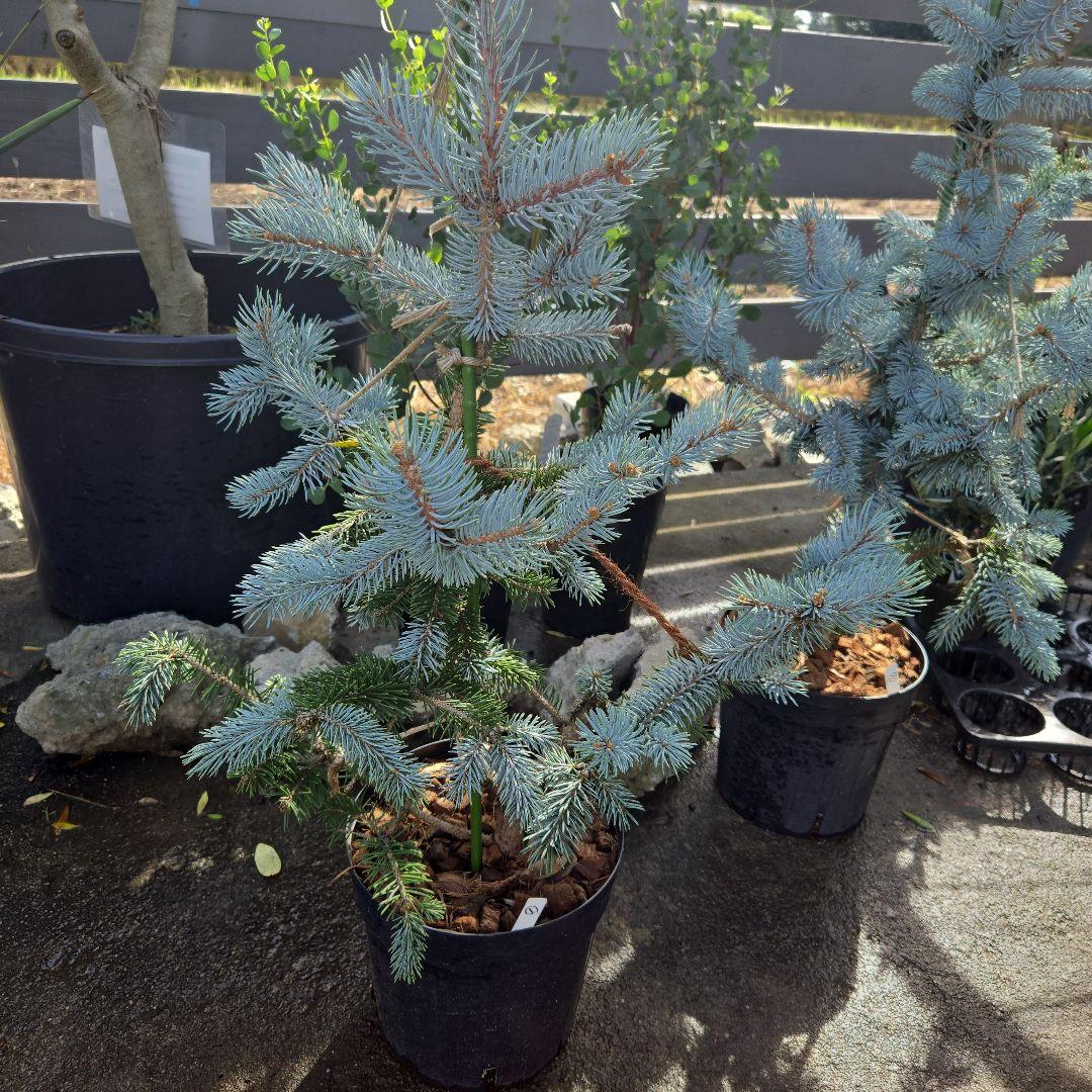 ①　プンゲンス　トウヒ　ホプシー　７号　最高等級極上品‼️