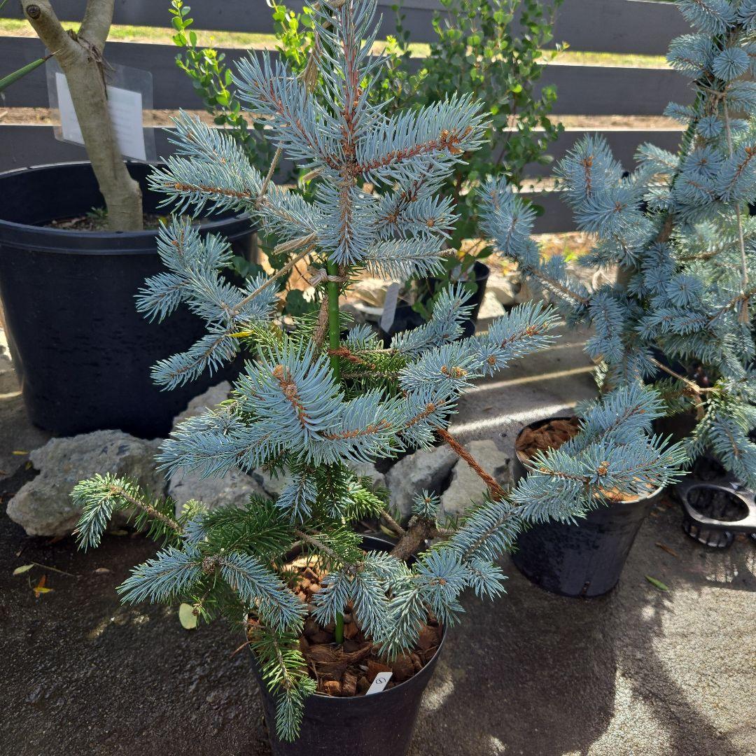 ①　プンゲンス　トウヒ　ホプシー　７号　最高等級極上品‼️