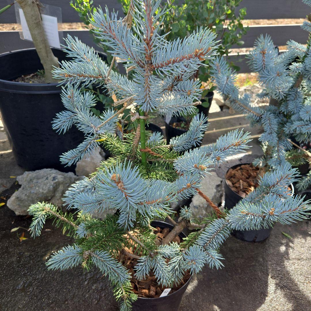 ①　プンゲンス　トウヒ　ホプシー　７号　最高等級極上品‼️