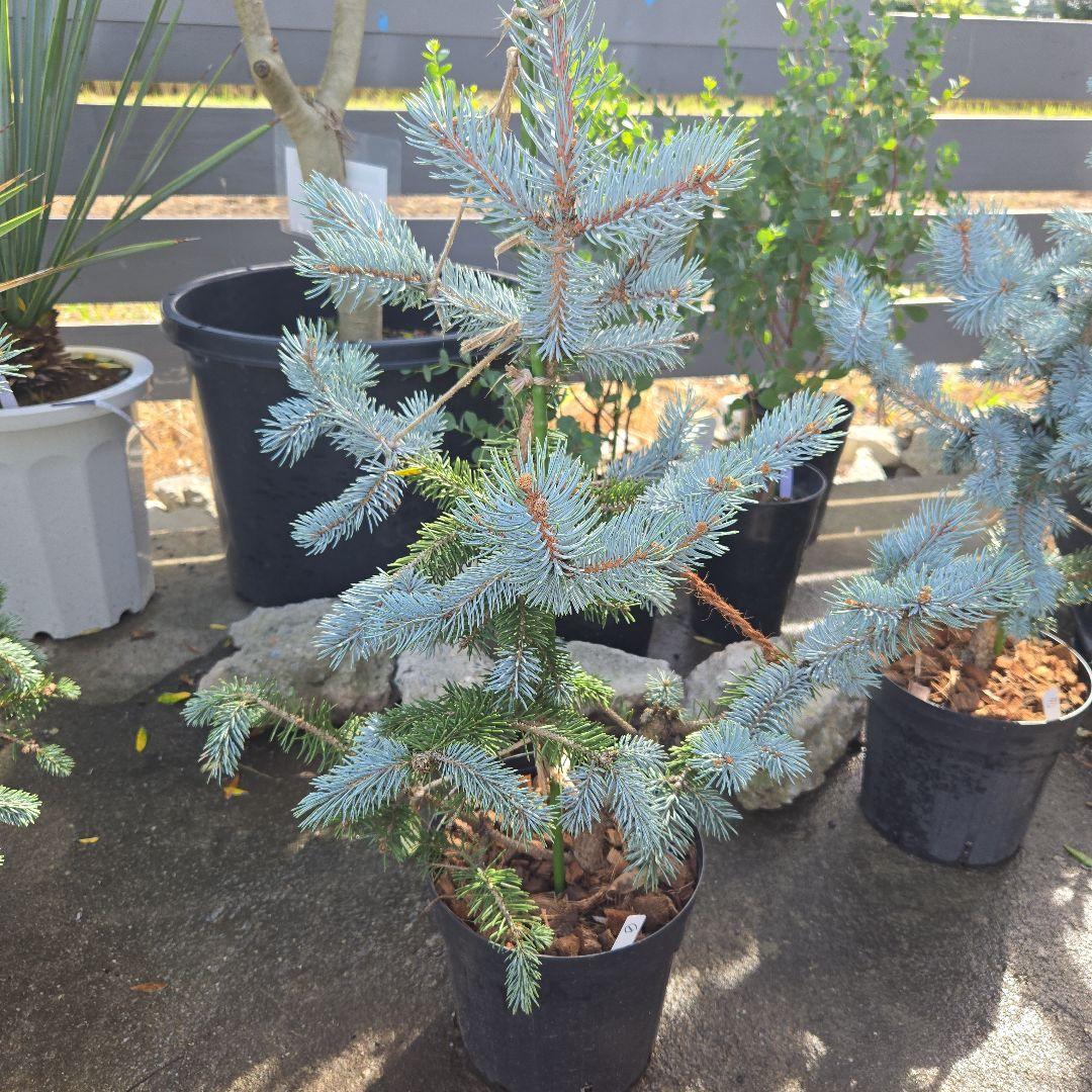 ①　プンゲンス　トウヒ　ホプシー　７号　最高等級極上品‼️