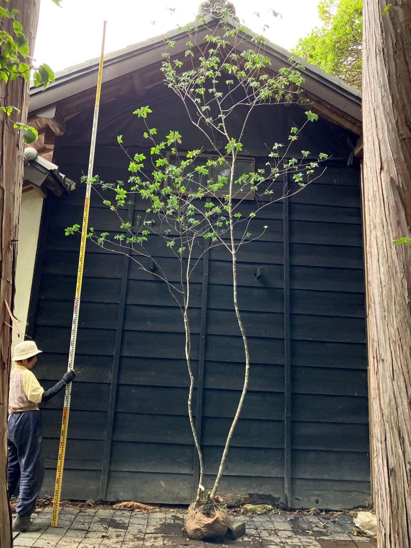 3 山採り　アオダモ