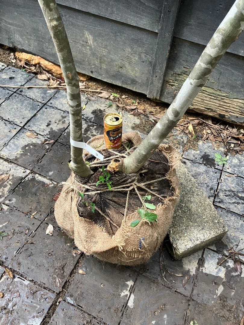 3 山採り　アオダモ