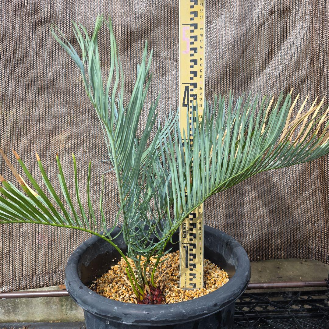 サイカスコッツシアーナ