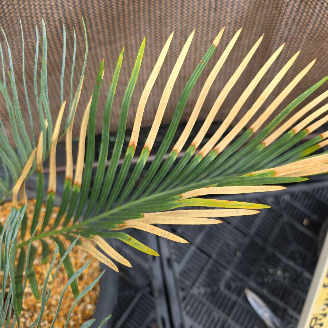 サイカスコッツシアーナ