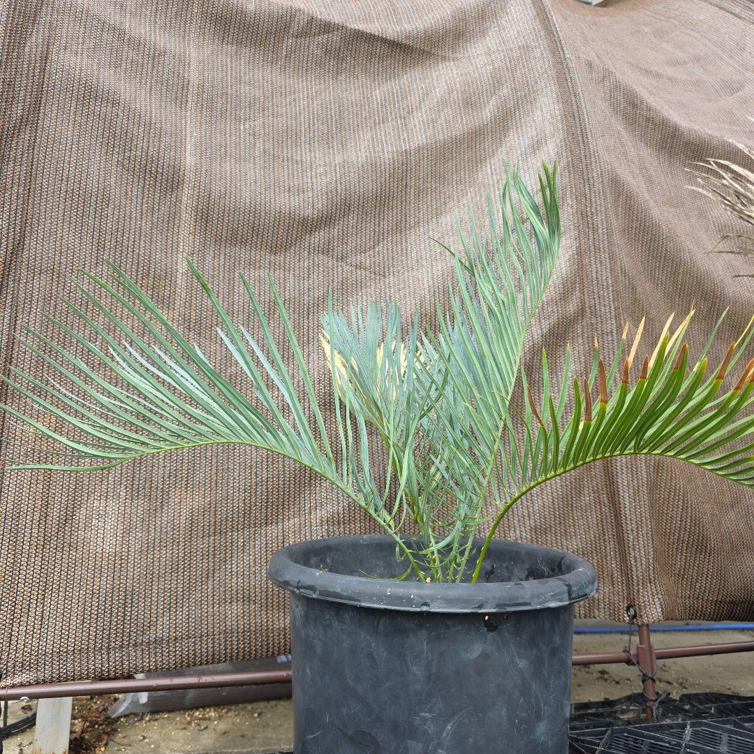 サイカスコッツシアーナ