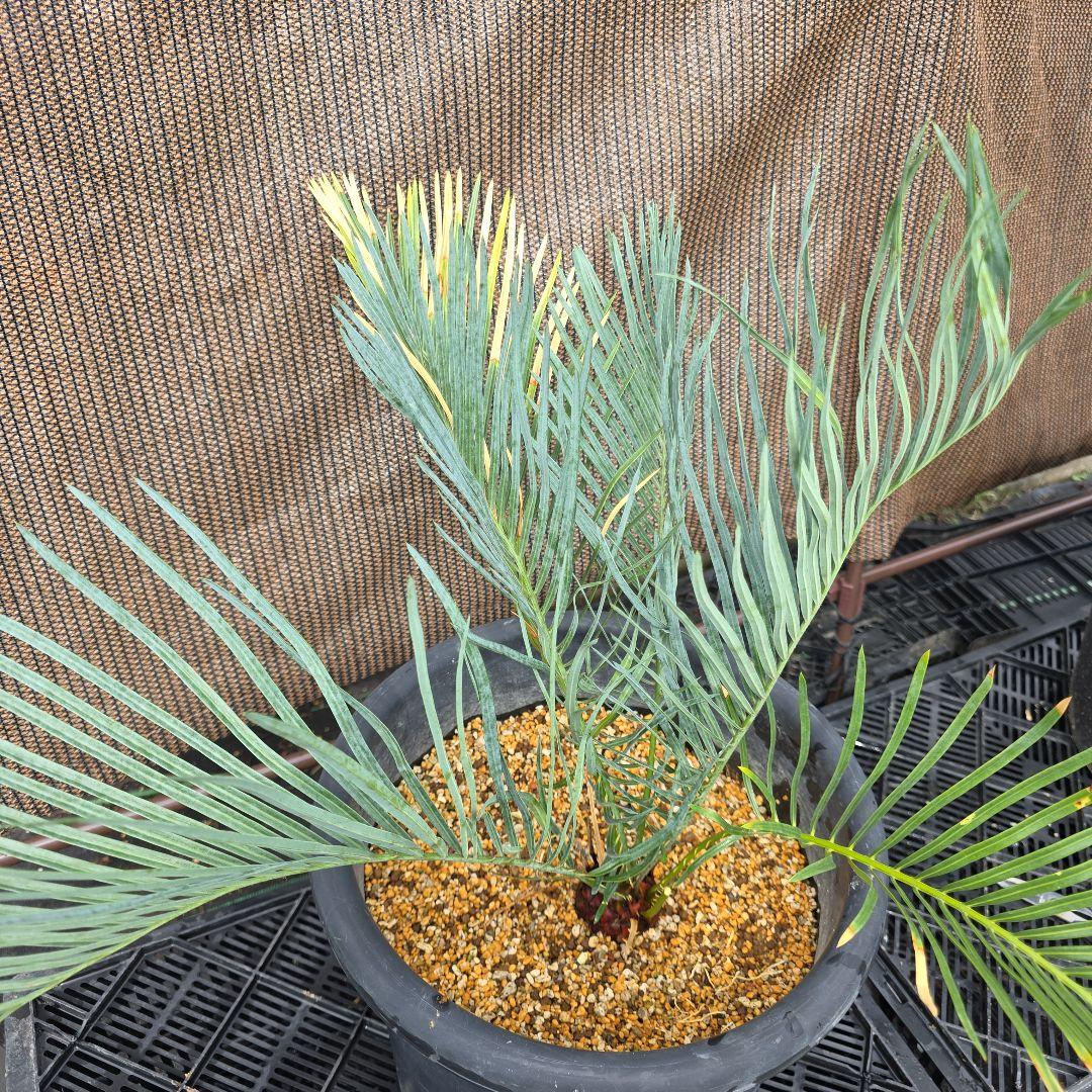 サイカスコッツシアーナ