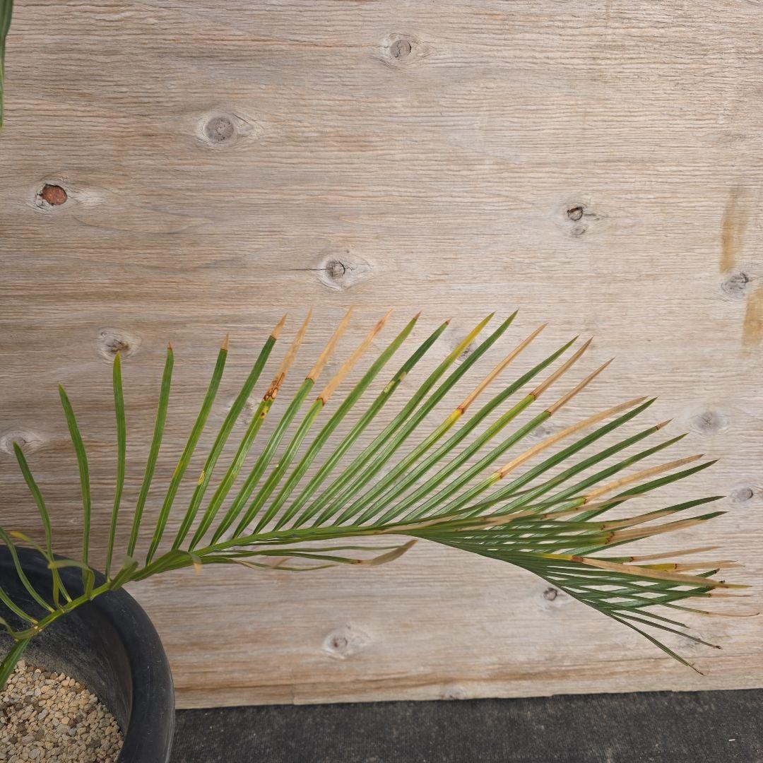 サイカスコッツシアーナ