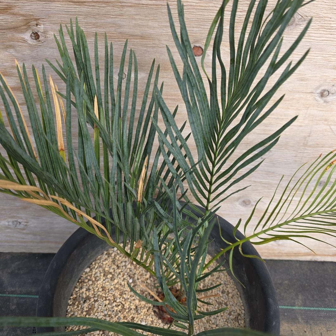 サイカスコッツシアーナ