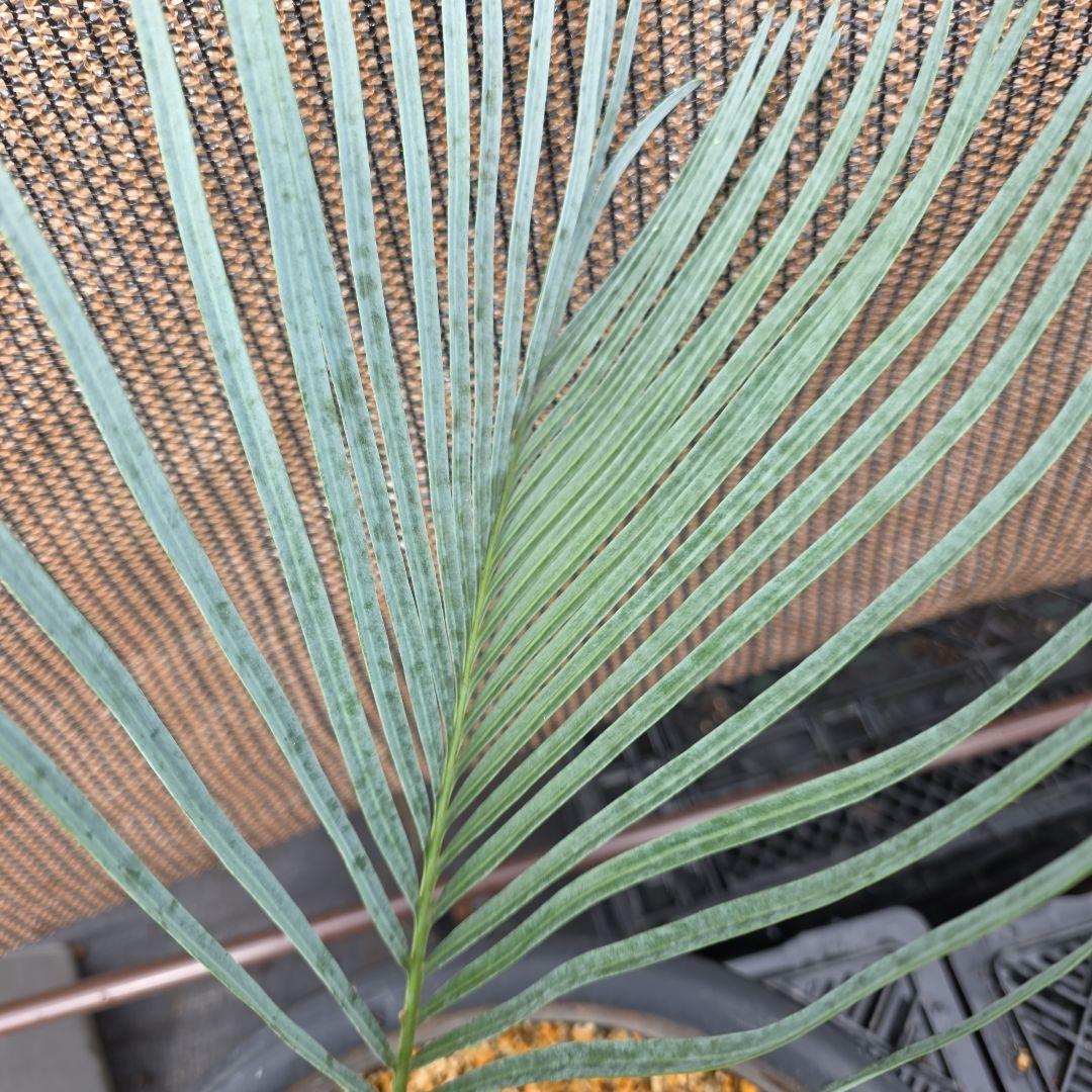 サイカスコッツシアーナ