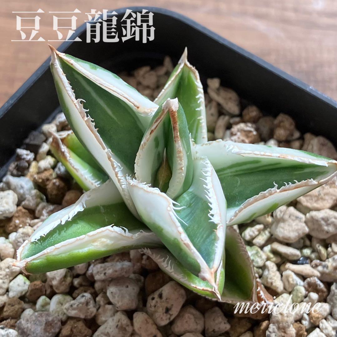 速達【鉢ごと発送】希少　超選抜　特大　アガべ　チタノタ　豆豆龍錦　覆輪斑　TC