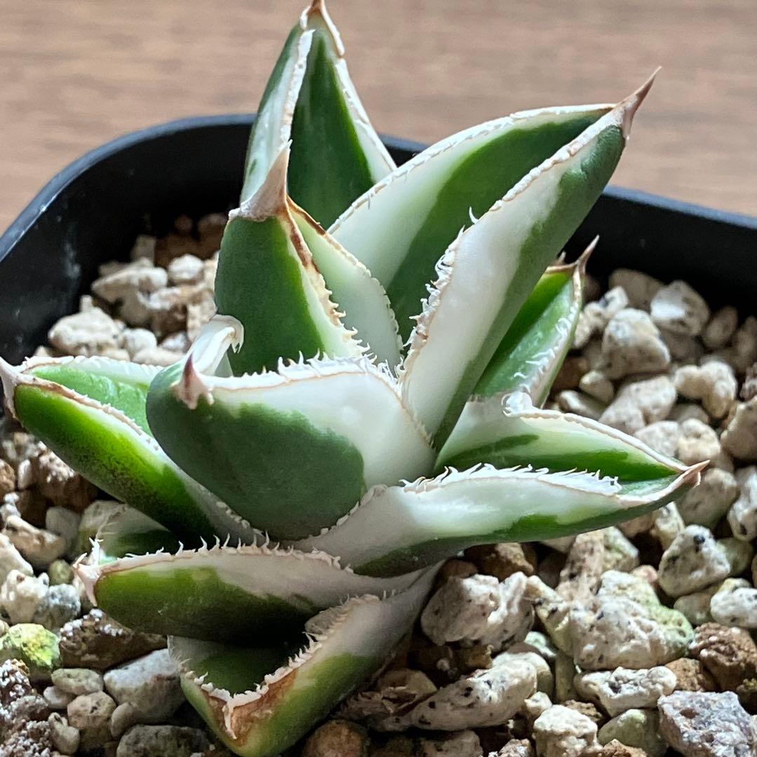 速達【鉢ごと発送】希少　超選抜　特大　アガべ　チタノタ　豆豆龍錦　覆輪斑　TC