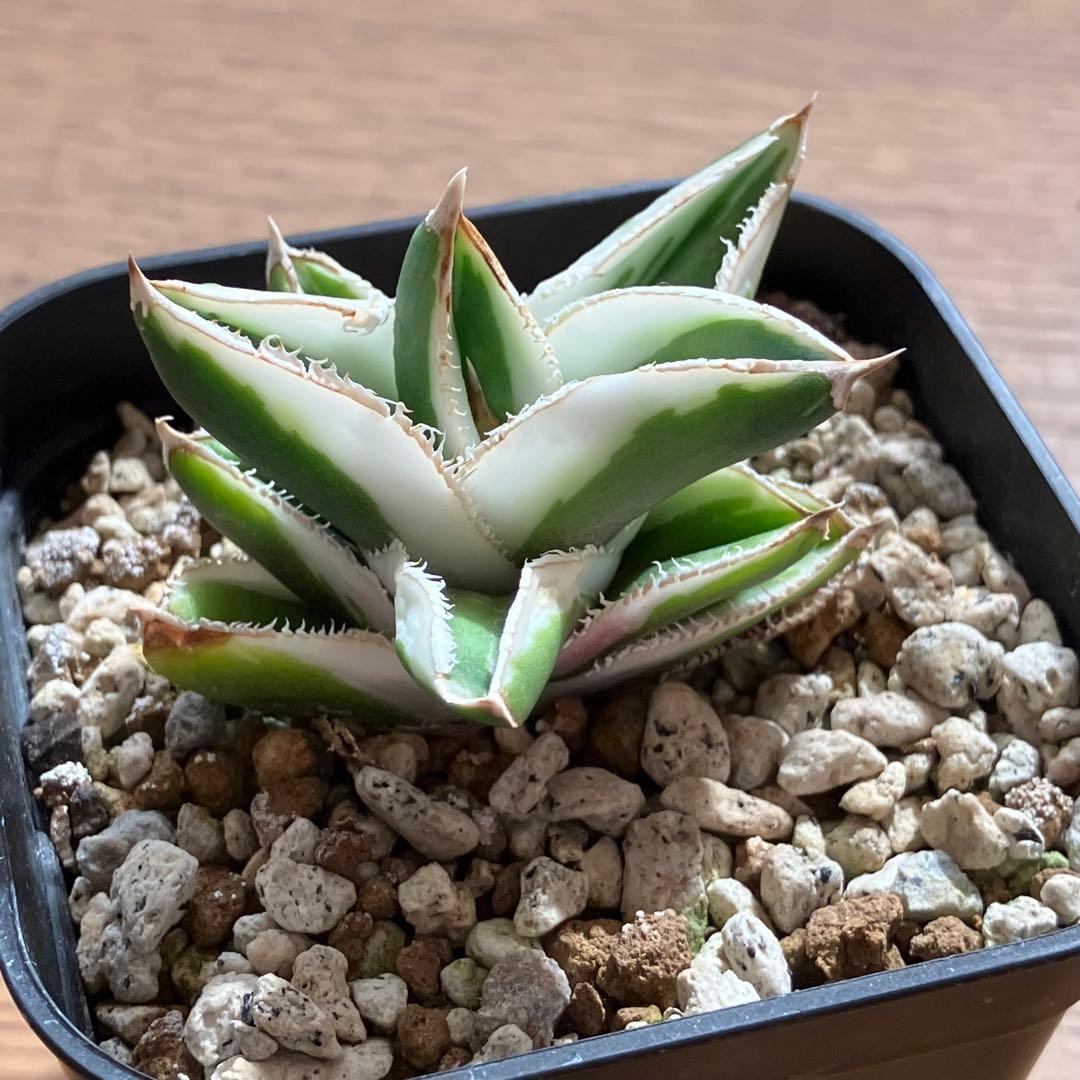 速達【鉢ごと発送】希少　超選抜　特大　アガべ　チタノタ　豆豆龍錦　覆輪斑　TC