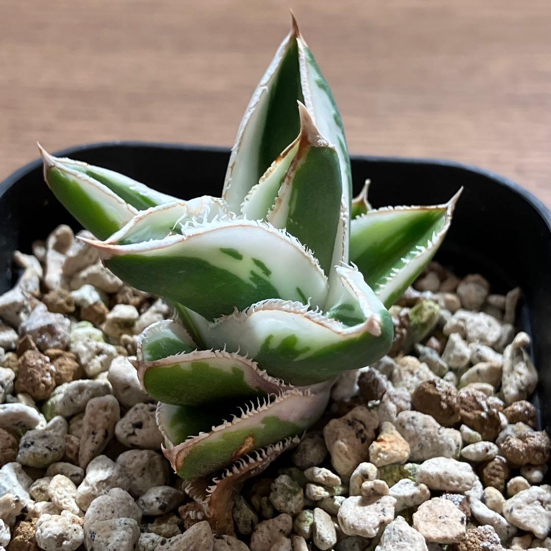 速達【鉢ごと発送】希少　超選抜　特大　アガべ　チタノタ　豆豆龍錦　覆輪斑　TC