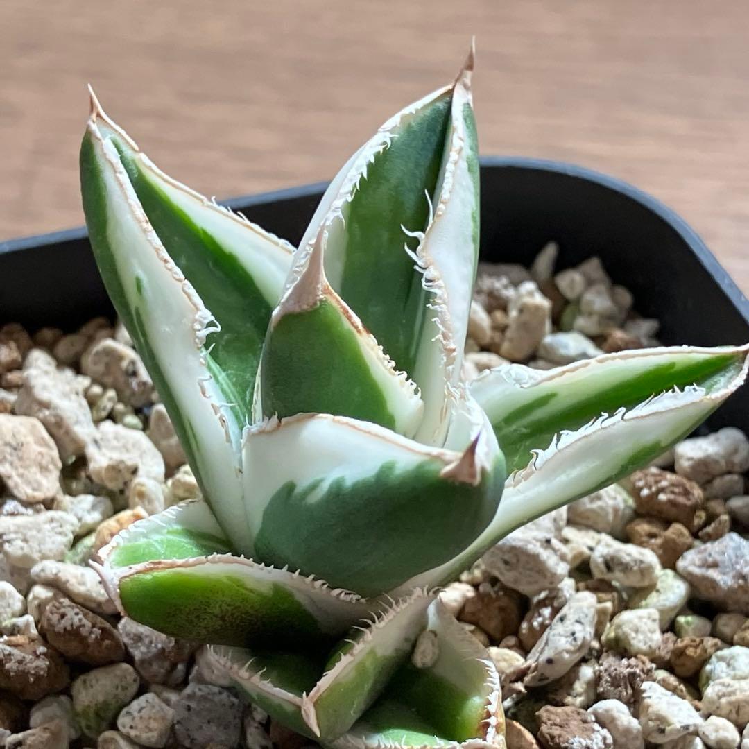 速達【鉢ごと発送】希少　超選抜　特大　アガべ　チタノタ　豆豆龍錦　覆輪斑　TC