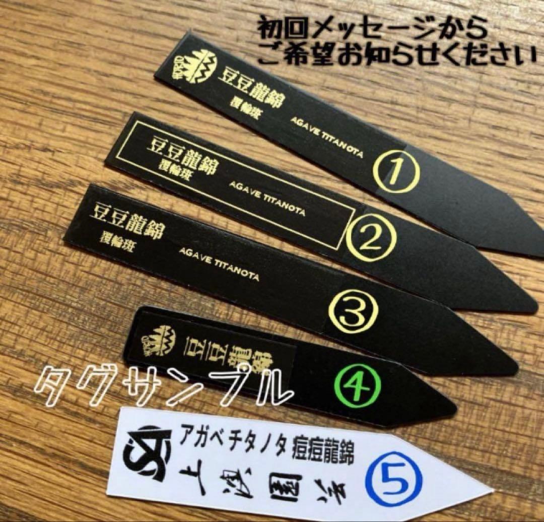 速達【鉢ごと発送】希少　超選抜　特大　アガべ　チタノタ　豆豆龍錦　覆輪斑　TC