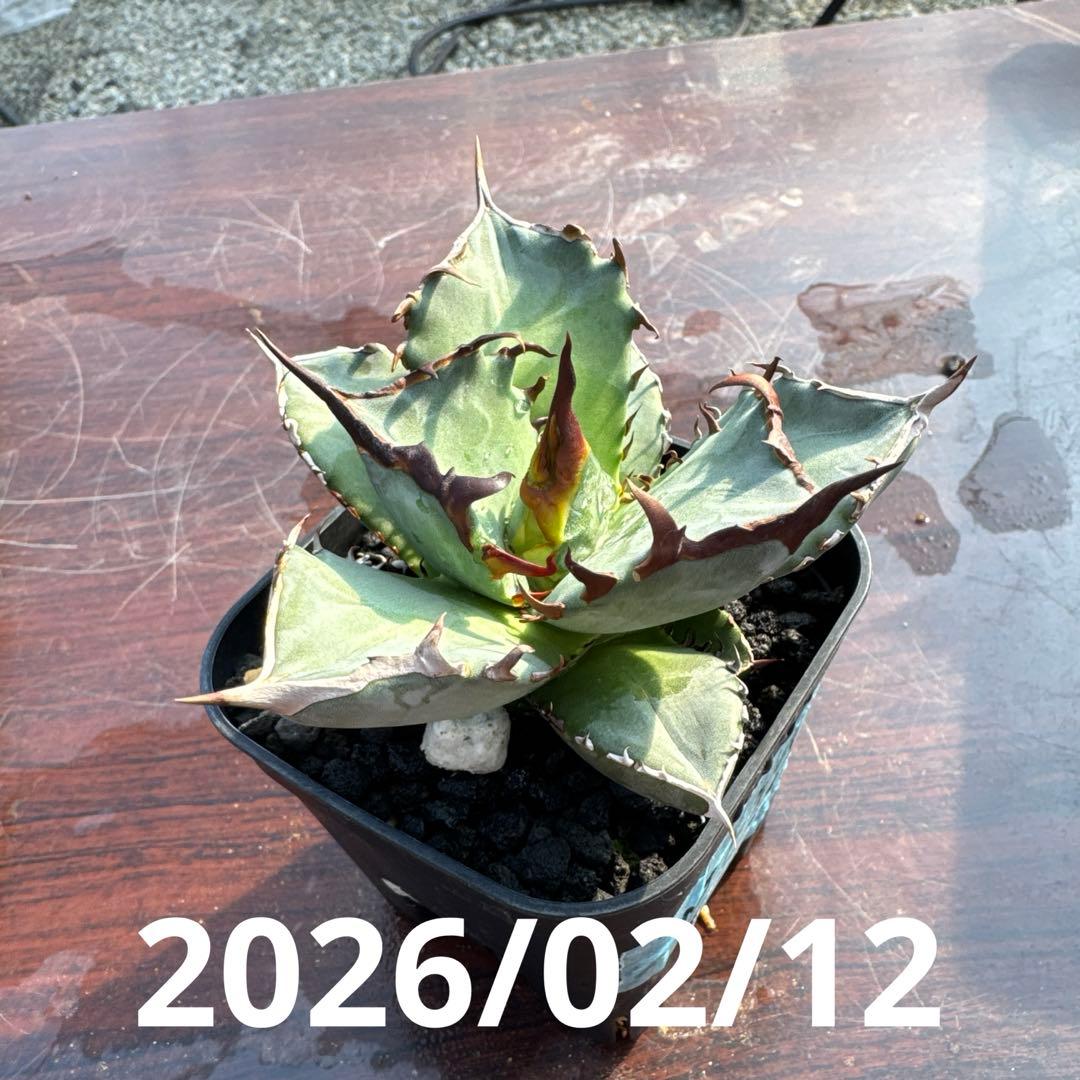 CJ ノーネーム　アガベ　子株　II 19