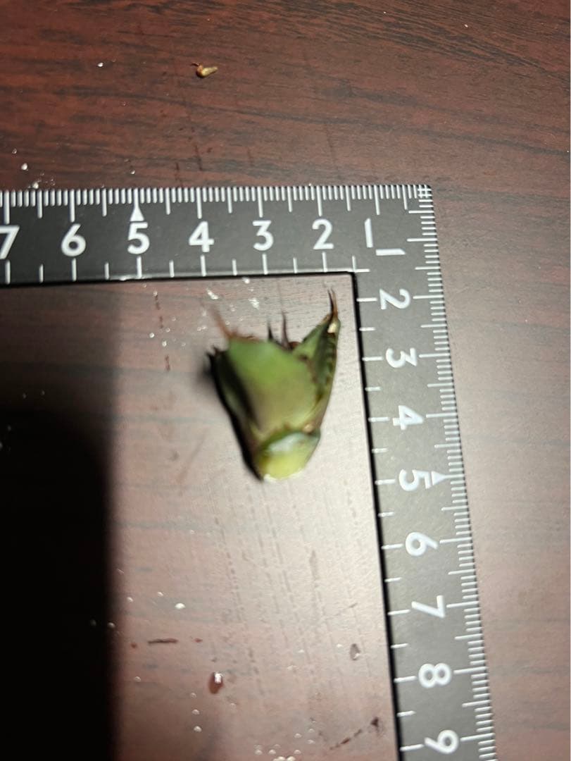 CJ ノーネーム　アガベ　子株　II 19