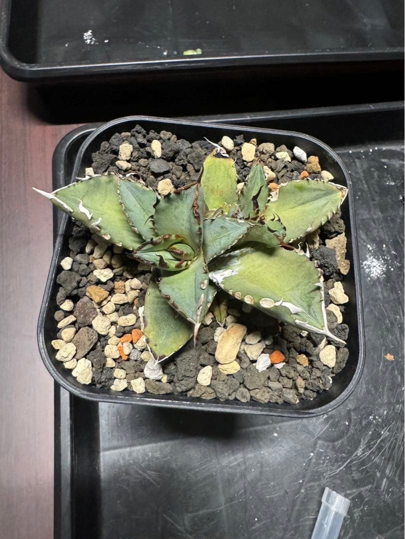 CJ ノーネーム　アガベ　子株　II 19