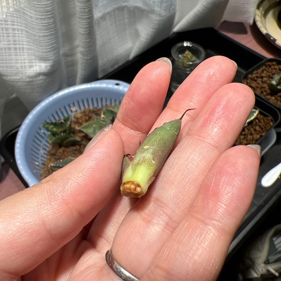 CJ ノーネーム　アガベ　子株　II 19