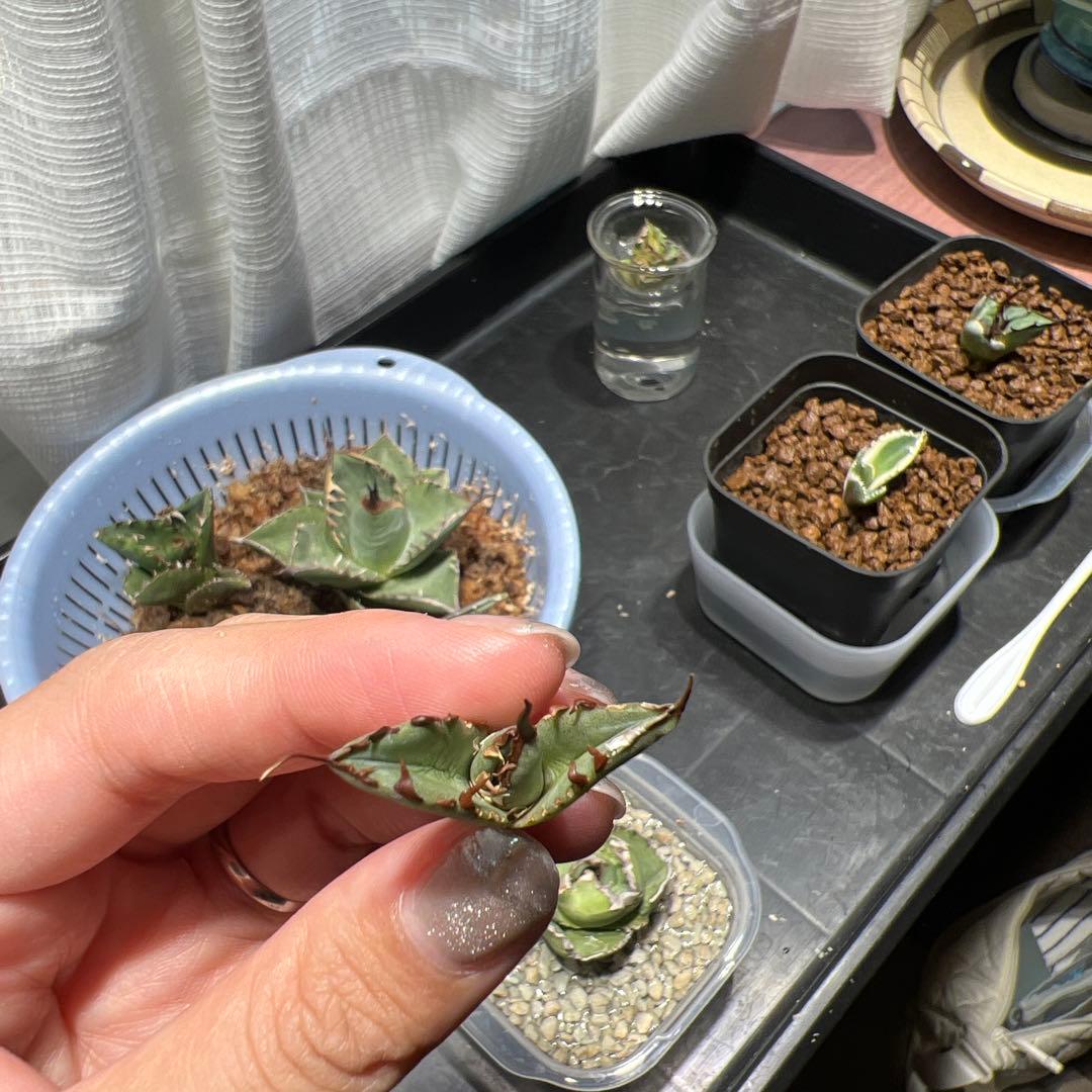 CJ ノーネーム　アガベ　子株　II 19