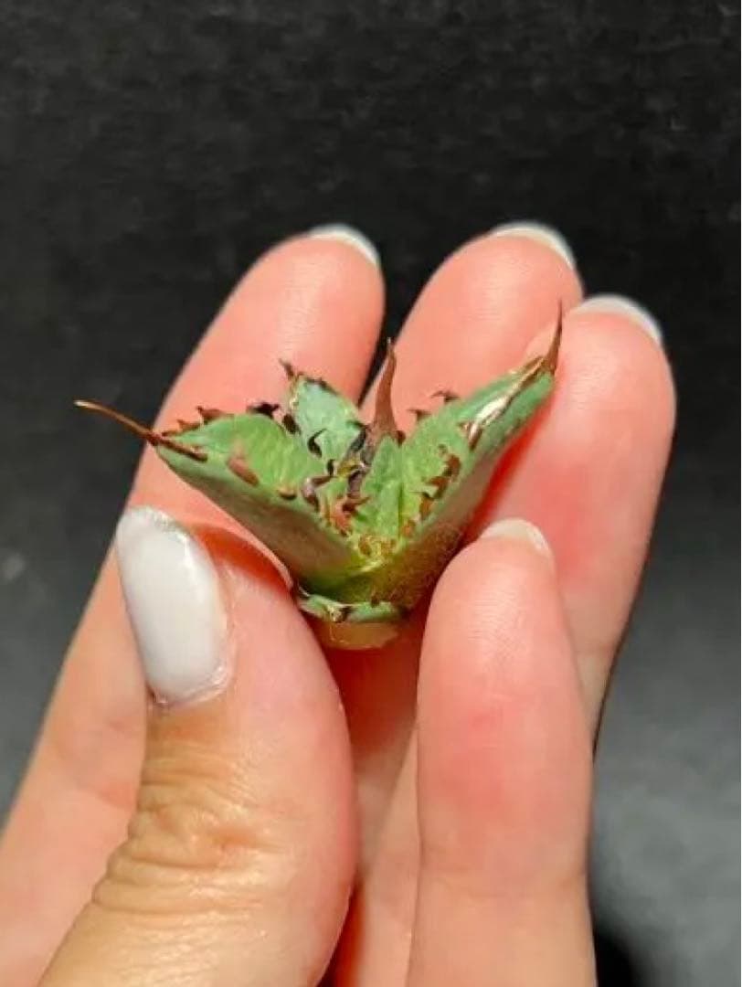 CJ ノーネーム　アガベ　子株　II 19