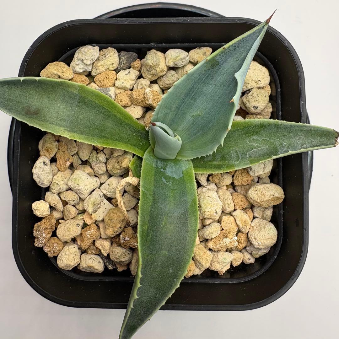 アガベ オバティフォリア キラー No.21 美種 優良血統