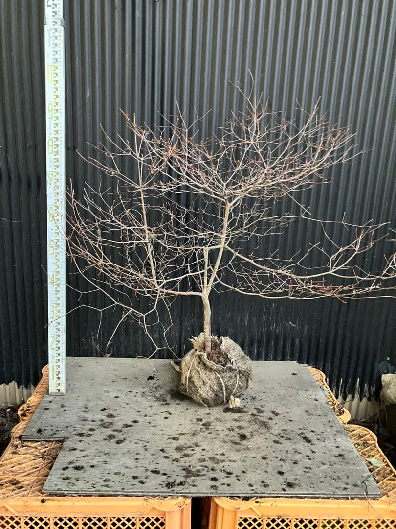 山採り　ドウダンツツジ　w