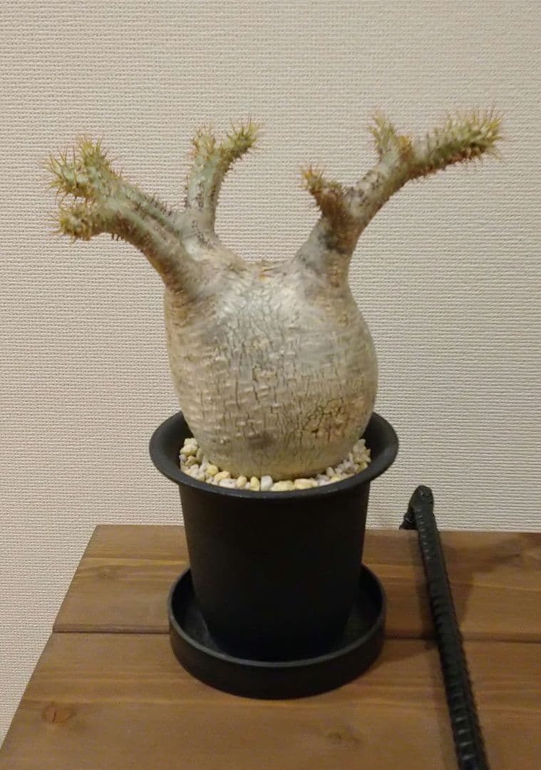 現地球 発根済み 枝振り最高グラキリス 丸々美株 フラワーガーデンIZUMI