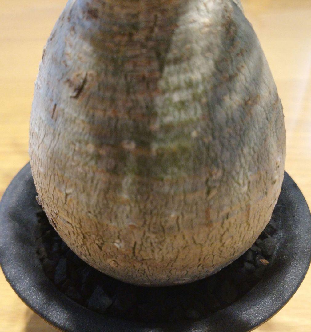 現地球 発根済み 枝振り最高グラキリス 丸々美株 フラワーガーデンIZUMI