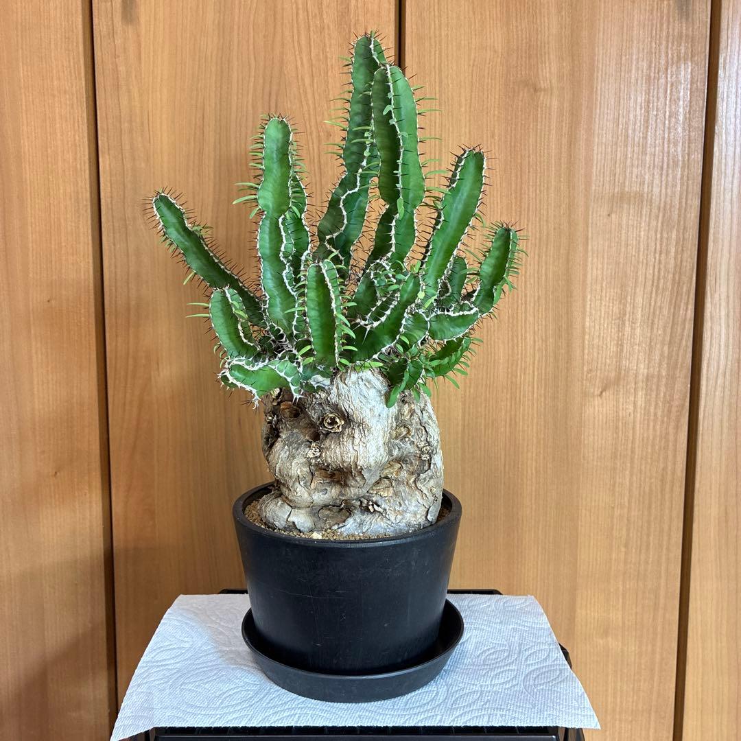 \"euphorbia mlanjeana\" ユーフォルビア ムランジーナ