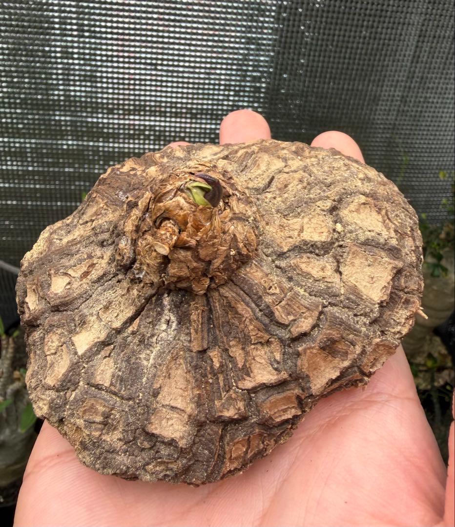 20. ディオスコレア　メキシコ亀甲竜