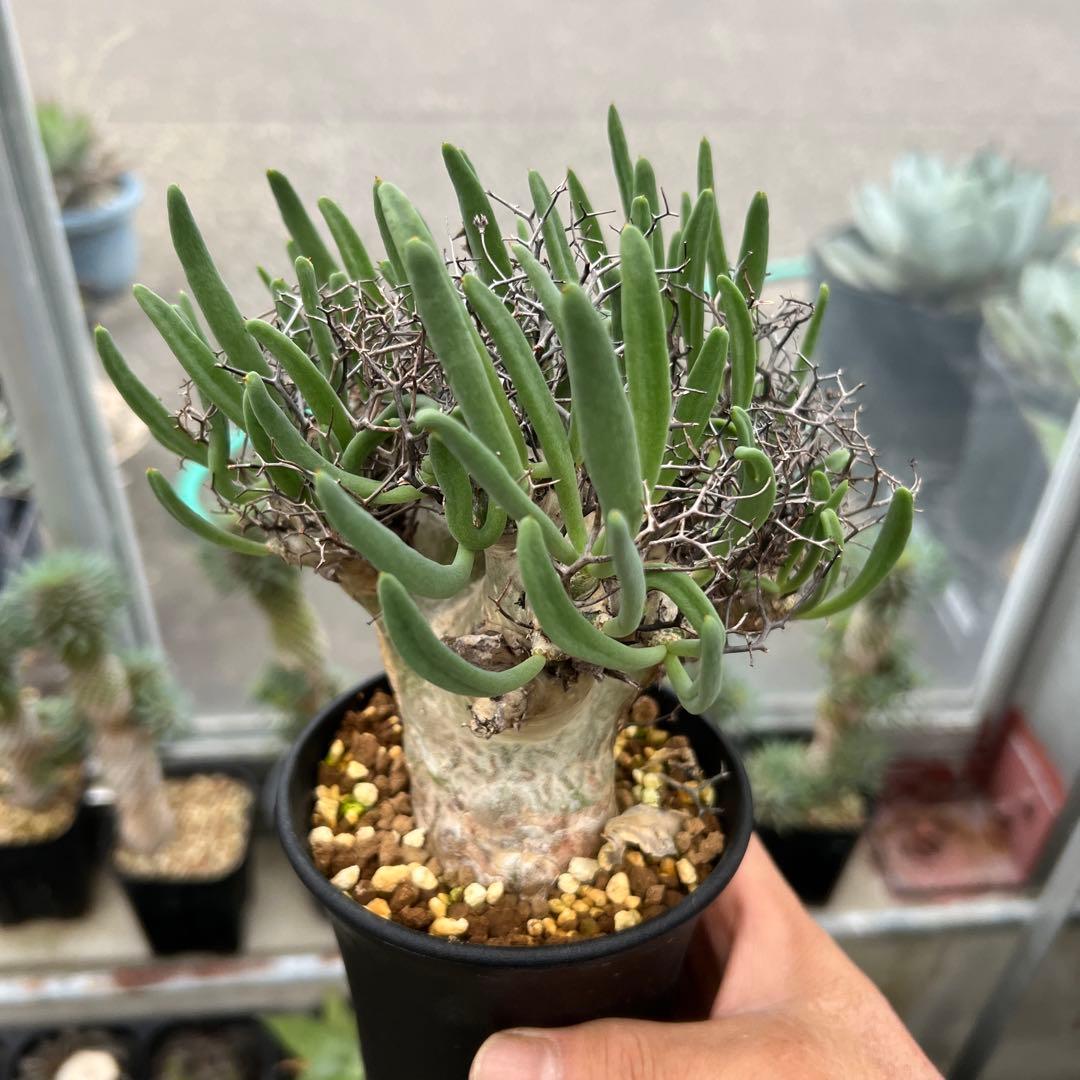 チレコドン　レティキュラーツス