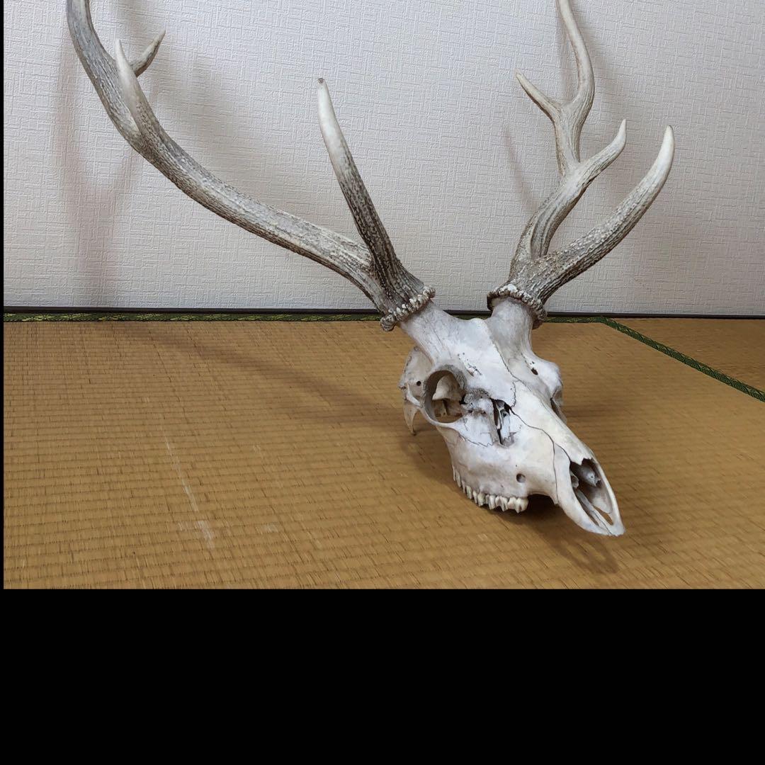 エゾシカのツノ 鹿の角 北海道 天然物 野生