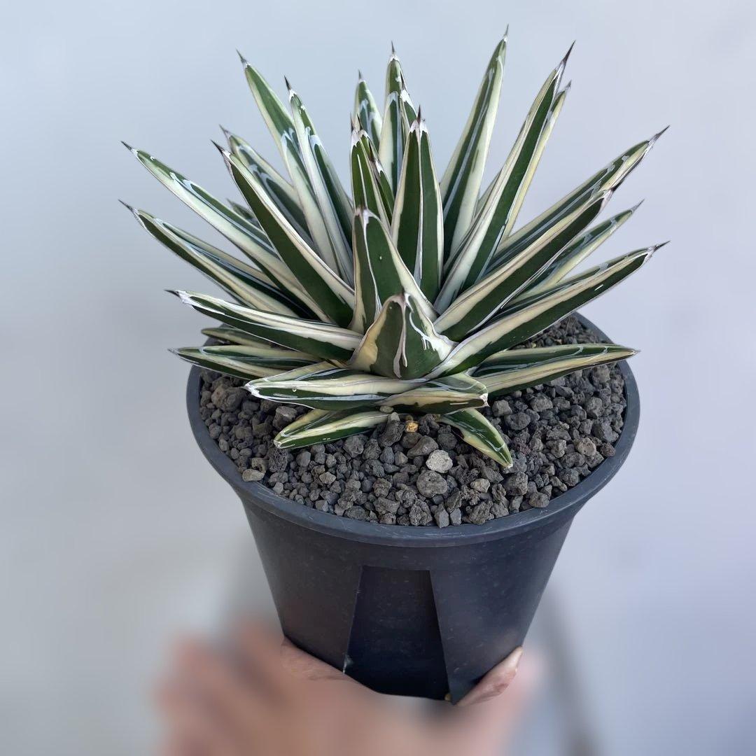 アガベ　氷山　大株