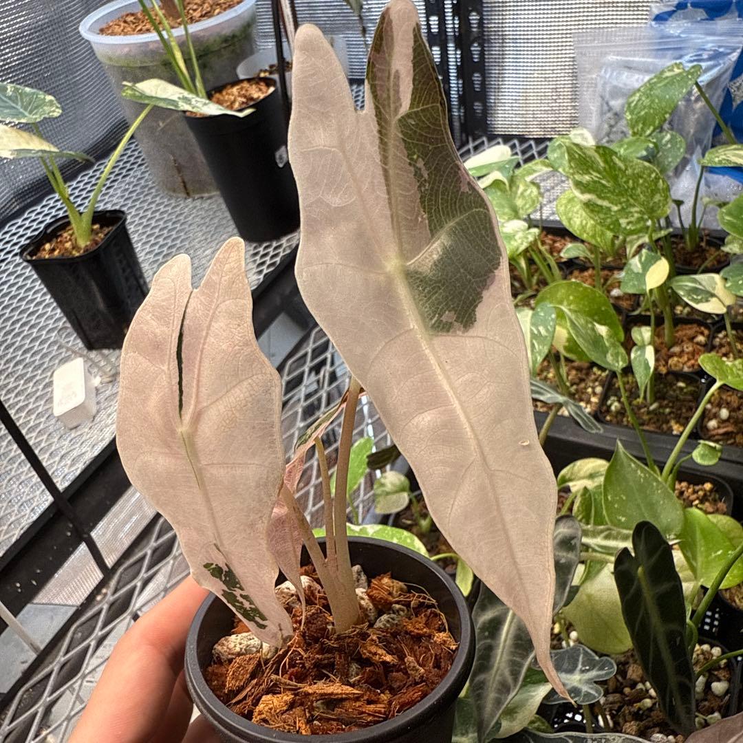 極斑入り アロカシア チャントリエリ ピンク