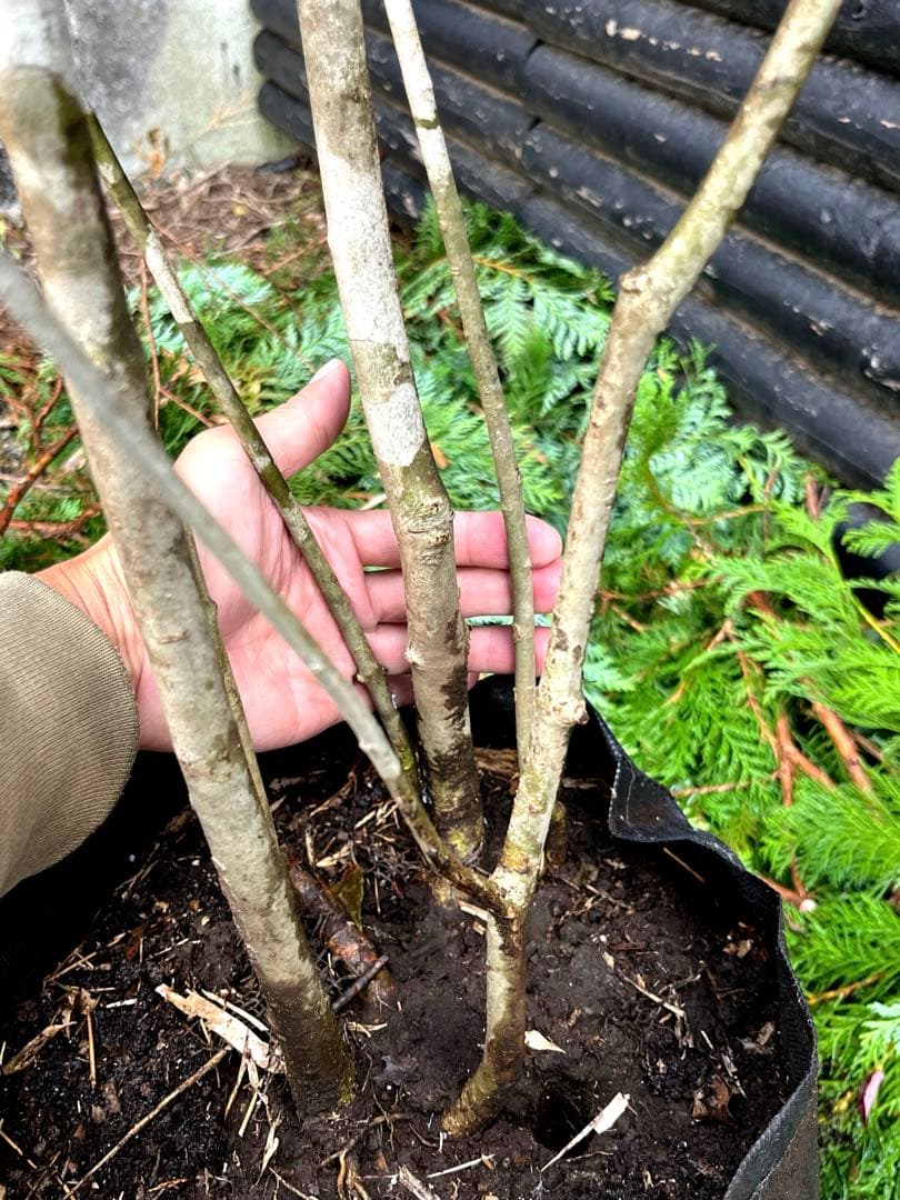 山採り天然　アオダモ　5本株立ち　300