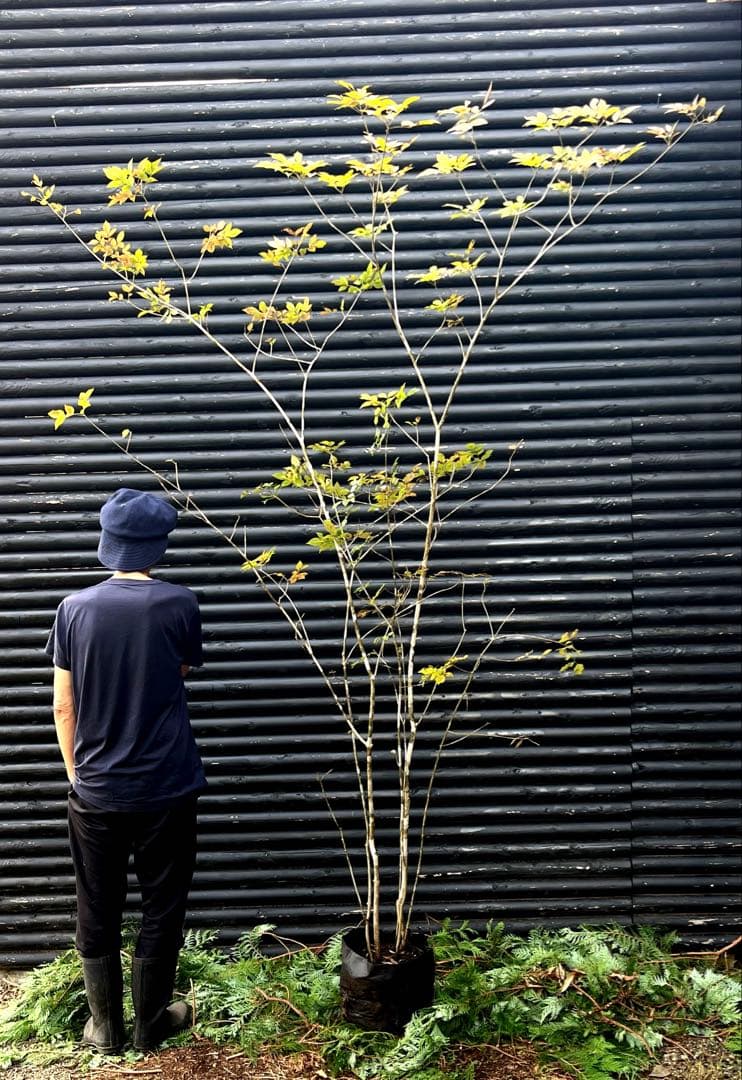 山採り天然　アオダモ　5本株立ち　300