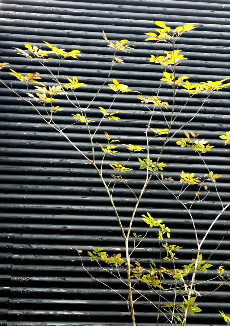 山採り天然　アオダモ　5本株立ち　300