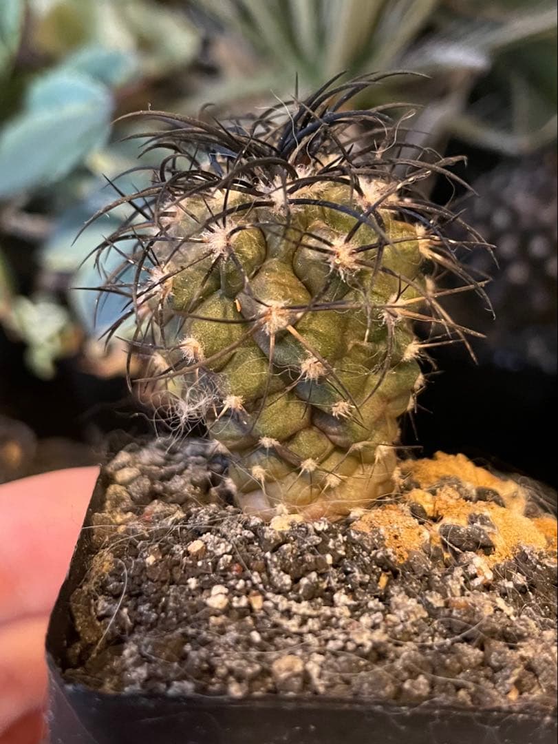 コピアポア グリセオビオラセア 栗星玉 実生 サボテン