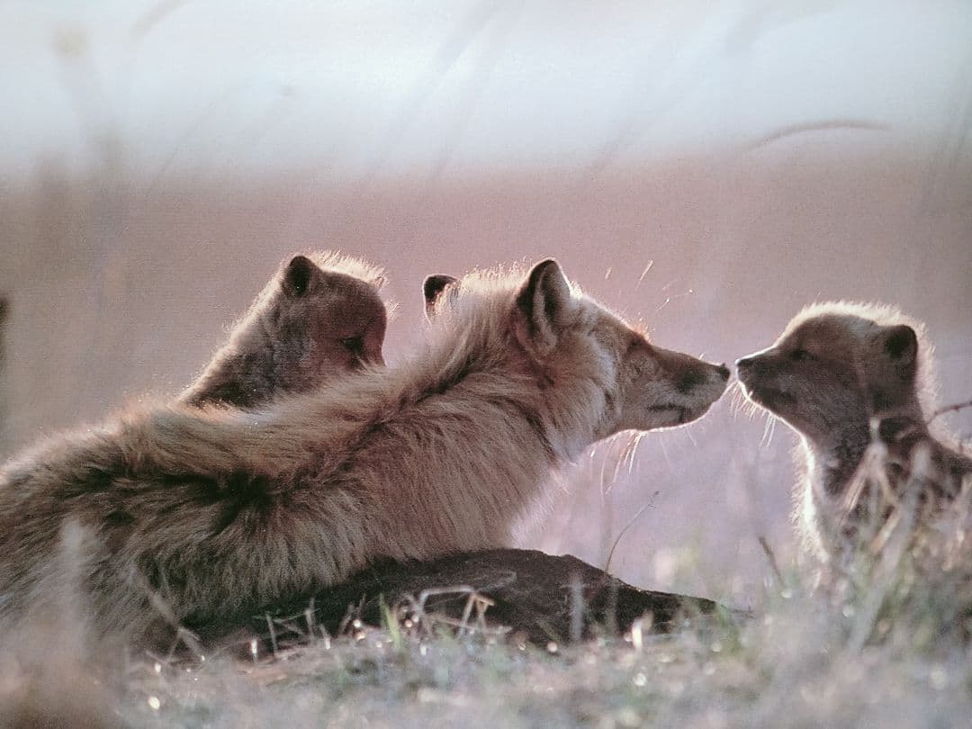 ロイヤルコペンハーゲン フィギュリン リヤドロ