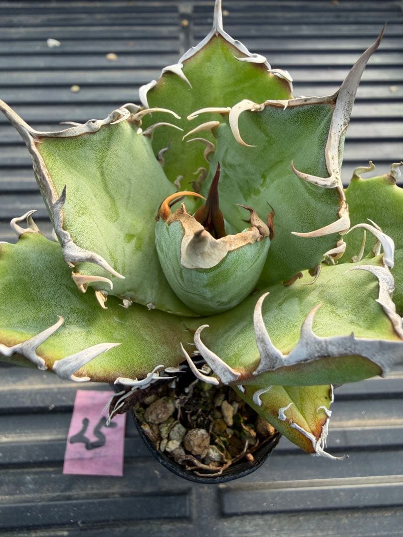 オテロイ　実生コレクション株25