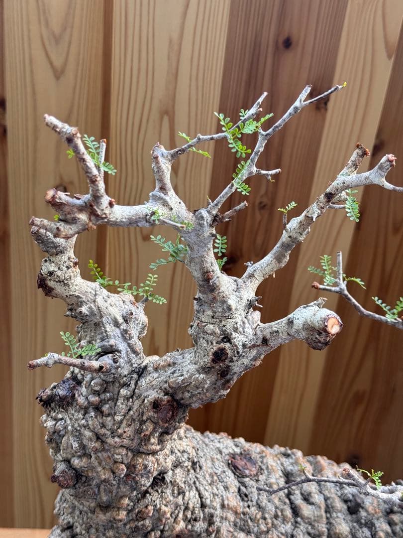 bon　【ベアルート芽吹きあり未発根】オペルクリカリアパキプス