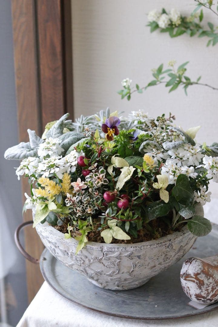 イベリスとカラーリーフのエレガントな春寄せ植え