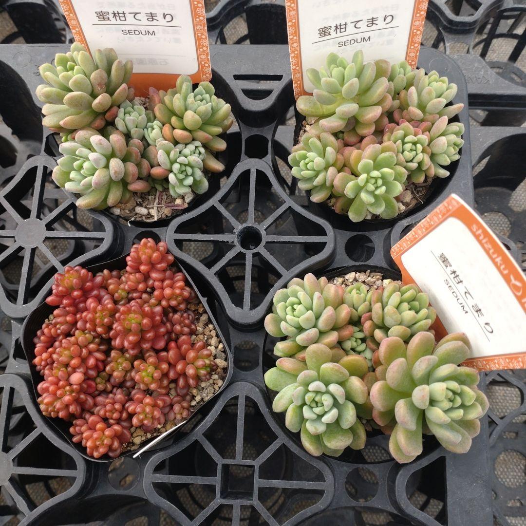 追加あり　専用